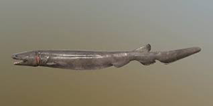 Акула плащеносная