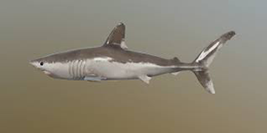 Акула сельдевая