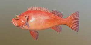 Морской окунь