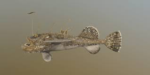 Морской черт